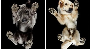 Underdog — фотопроект Андриуса Бурбы показал собак с необычной стороны (22 фото)