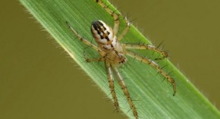 The world around us through a photographic lens - Spiders and other invertebrates (Arachnoideus&Other invertebrates) Part 3 (229 photos)