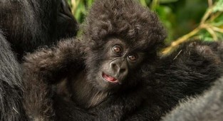 Малыш гориллы с необычайной прической (5 фото)