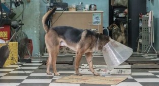 Собаки - обитатели автомастерских Гонконга (23 фото)