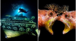 Под водой: крутейшие фото с конкурса Underwater Photographer of the Year 2021 (18 фото)