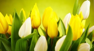 Modular painting, triptych - Yellow tulips (3 photos)