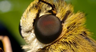 Комахи під мікроскопом - фото Стів Гшмайсснер (142 фото)