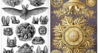 An incredible look at the beauty of natural forms in the drawings of Ernst Haeckel (25 photos)