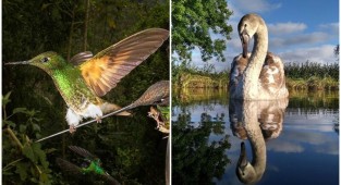 Лучшие фотографии птиц с конкурса Bird Photographer Of The Year 2020 (34 фото)