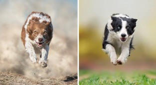 Летящие собаки: так проявляется песья душа! (13 фото)