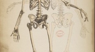 Анатомічний малюнок (217 робіт)