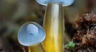 Microcosm through the lens: the magic of a New Zealand photographer (15 photos)