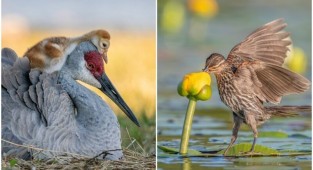 Удивительные фото птиц с конкурса Audubon Photography (11 фото + 1 видео)