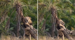 Фотограф запечатлел необычный момент, когда лев обнимал дерево в Кении (5 фото)