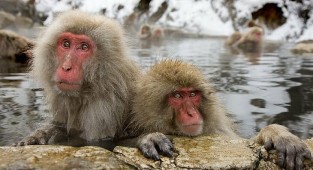 Парк обезьян в «Адской долине» (20 фото)
