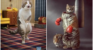 Самая креативная и забавная реклама с участием котиков (34 фото)