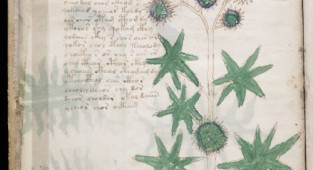 Voynich Manuscript (209 робіт)