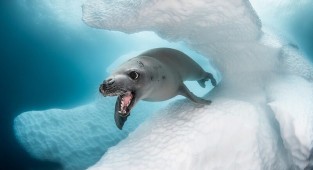 Выбраны лучшие подводные фото года (24 фото)