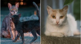 A photographer walks around Cyprus and takes photos of stray cats (18 photos)