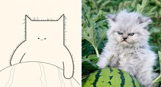 Минималистичные рисунки мемных котов (21 фото)