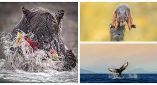 Журі One Eyeland оголосило найкращих фотографів дикої природи 2023 року (36 фото)
