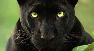 Потрясающие фотографии редкой черной пантеры (20 фото)