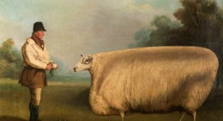 Чотирикутна худоба - символ багатства та статусу (3 фото)