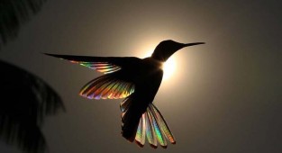 Фотографу удалось запечатлеть, как природное явление сделало похожим крылья колибри на крошечные радуги (7 фото)