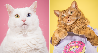 Фотограф делает забавные снимки очень толстых котов (11 фото)