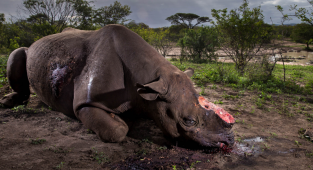 Душераздирающий снимок убитого носорога стал победителем Wildlife Photographer of the Year 2017 (45 фото)