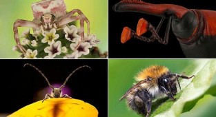 Насекомые крупным планом: победители конкурса Luminar Bug Photography Awards 2020 (21 фото)