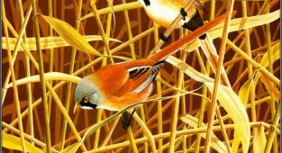 Norman Arlott - Bird Paintings (28 робіт)
