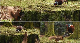 Фотограф запечатлел драматическое нападение белки на фазана из-за пня (5 фото)