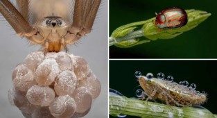 Ефектні фотографії, відзначені премією British Photography Awards в галузі макрозйомки (21 фото)