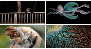 The best photos from the Big Picture Natural World 2023 competition (21 photos)