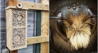 Фотограф смастерил "пчелиный отель", и делает снимки его обитателей (8 фото)
