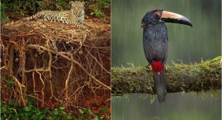 Животные и птицы на фотографиях Петра Бамбусека (26 фото)
