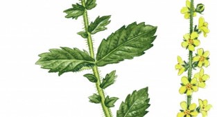 Drawings of plants and herbs from ArtVille part IL076. Herbs (60 works)