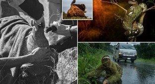 Победители конкурса фотографии Британского экологического общества - 2019 (16 фото)