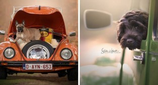 A photographer from Belgium takes pictures of dogs and vintage cars. It turns out very organic! (29 photos)