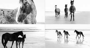 Волшебные фотографии лошадей, которые живут на острове Камберленд (15 фото)
