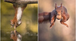 30 photos of gymnast squirrels that show their flexibility (31 photos)
