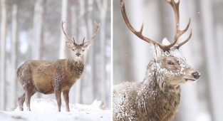 Scotland's majestic deer through the lens of John Betts (27 photos)