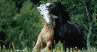 Wallpapers of beautiful horses (62 photos)