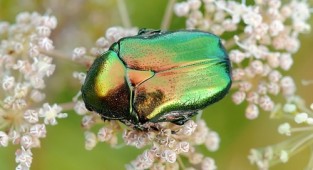 Навколишній світ через фотооб'єктив - Insects: Coleoptera (Комахи: Жуки) Частина 7 (194 фото)