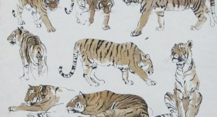 Learn to draw animals. Tigers (6 works)