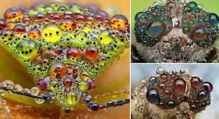 Жизнь насекомых: удивительные макрофотографии Александра Метта (9 фото)