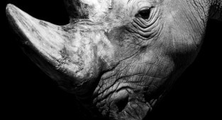Проект Nicolas Evariste “Dark Zoo” (44 фото)