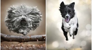 Сколько эмоций! "Летающие" собаки в объективе итальянского фотографа (18 фото)