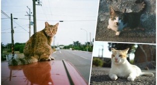 Тайваньский фотограф снимает на плёнку колоритных уличных котов (21 фото)