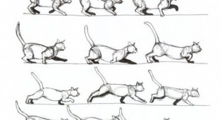 Learn to draw animals. Domestic cats (6 works)