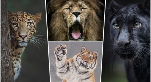 Шикарные портреты больших кошек, которые никого не оставят равнодушным (34 фото)