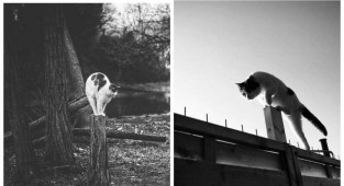 Без кота и жизнь не та: уравновешенные коты-акробаты демонстрируют чудеса баланса (29 фото)