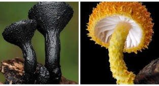 13 макрофотографій, які відкривають захоплюючий світ грибів (14 фото)